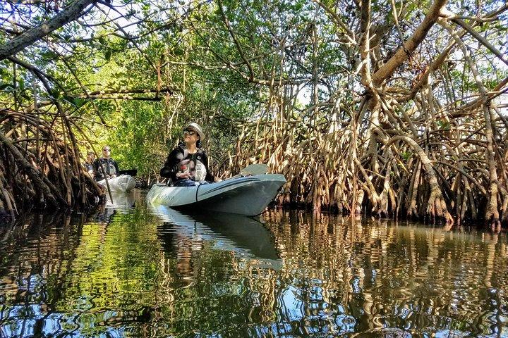 Sunset Tour Mangrove, Dolphins, Manatee #1 Rated in Cocoa Beach
