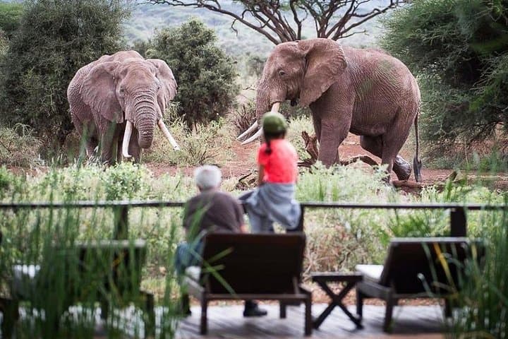 Majestic Elephant Safari