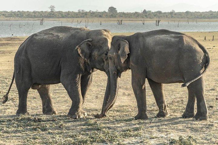Private Day Trip to Pidurangala Rock & Jeep Safari From Colombo