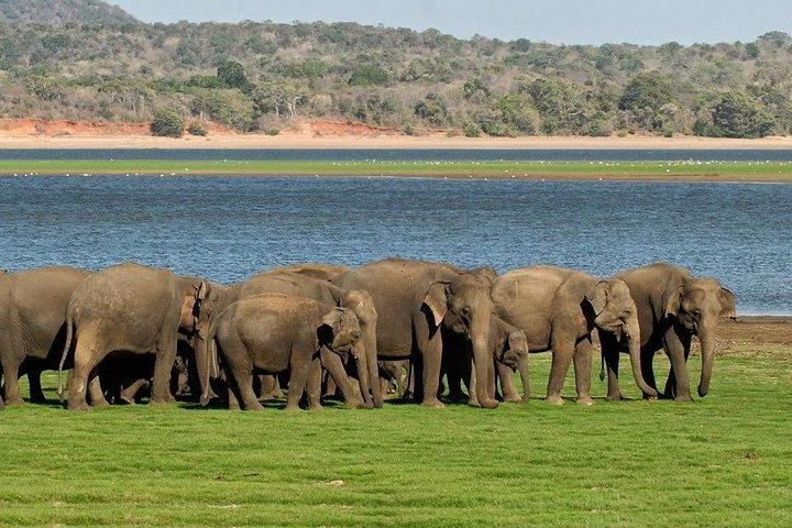 Private Day Trip to Pidurangala Rock & Jeep Safari From Colombo