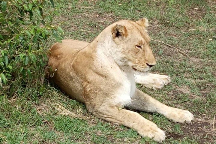 7 Days in Masai Mara- Lake Nakuru- Lake Naivasha- Amboseli National Park