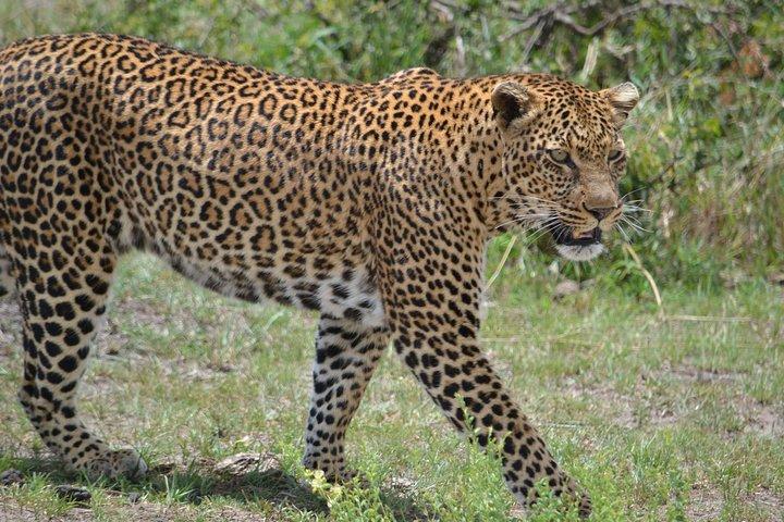 5 Days Ol Pejeta-Lake Nakuru-Masai Mara Mid-Comfort Safari