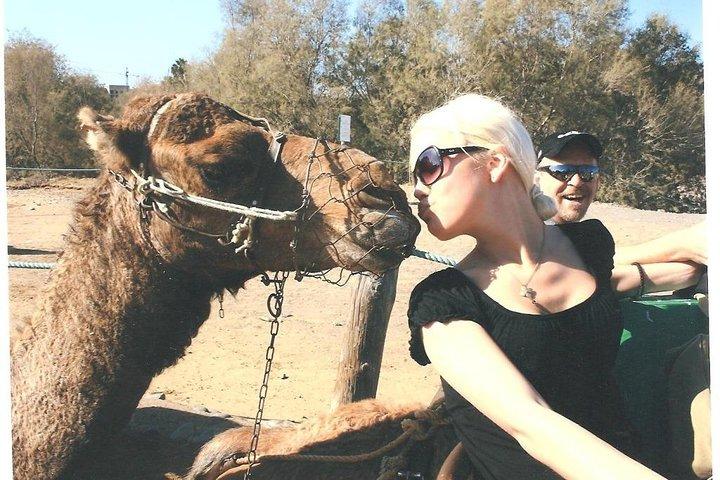 Camel Safari through the Dunes of Maspalomas