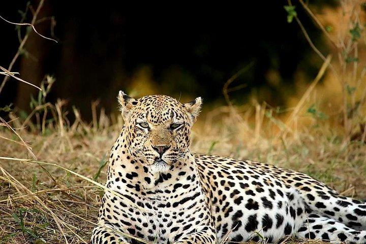Kruger Safaris