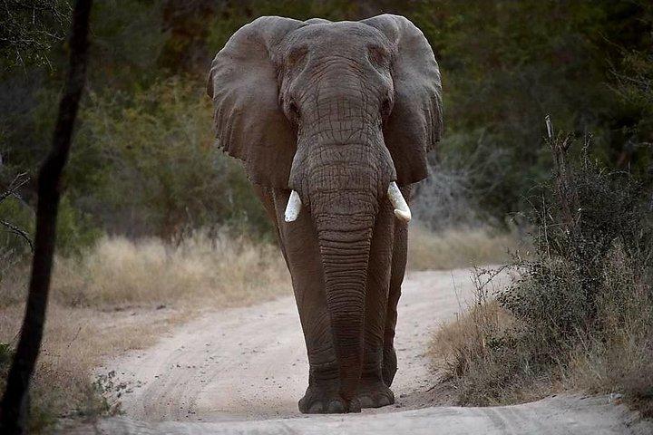 Kruger Safaris