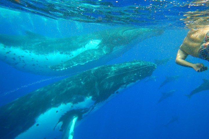 Half day whale tour 4h00