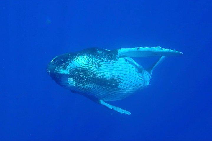 Half day whale tour 4h00