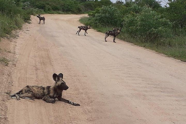 Kruger National Park Full Day Tour Minimum 2people