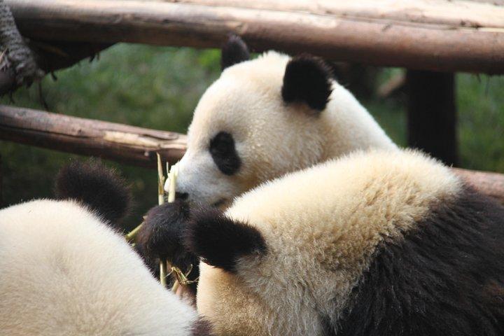2-Days Chengdu tour with the Panda Base,Renmin Park,Jinli street & Leshan Buddha