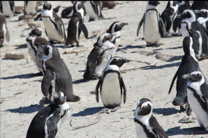 Penguins and Wine.
