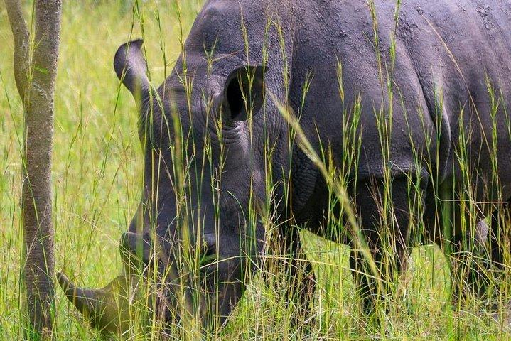 1 day Rhino tracking in Uganda (Ziwa Rhino Sanctuary