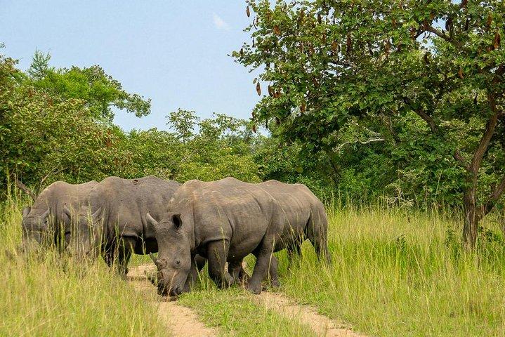 1 day Rhino tracking in Uganda (Ziwa Rhino Sanctuary