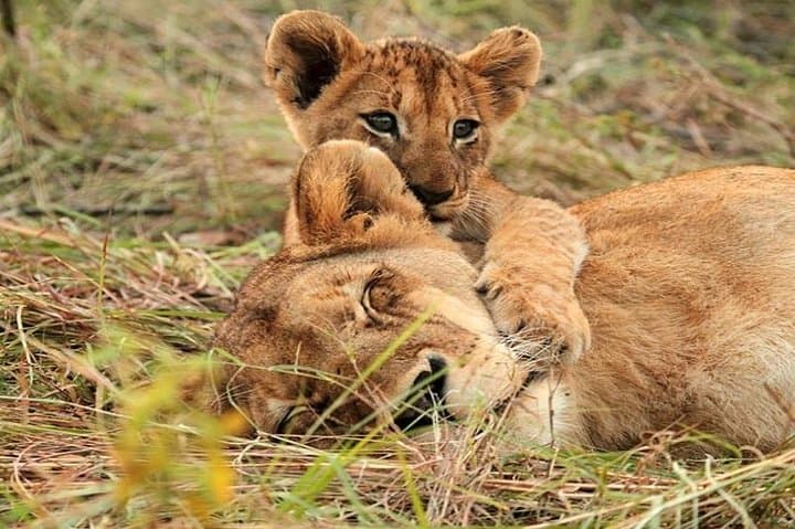 4 Day Masai Mara - Naivasha Safari
