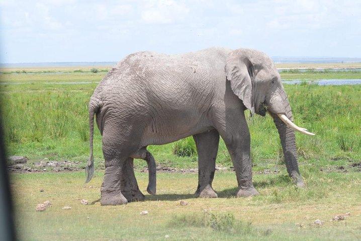 5 Days in Masai Mara- Lake Nakuru-Lake Naivasha