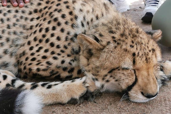 Cheetah Outreach Tour Somerset West, Gordon's Bay and Strand Beaches