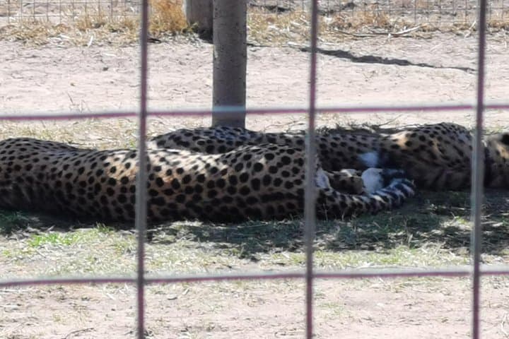 Cheetah Outreach Tour Somerset West, Gordon's Bay and Strand Beaches