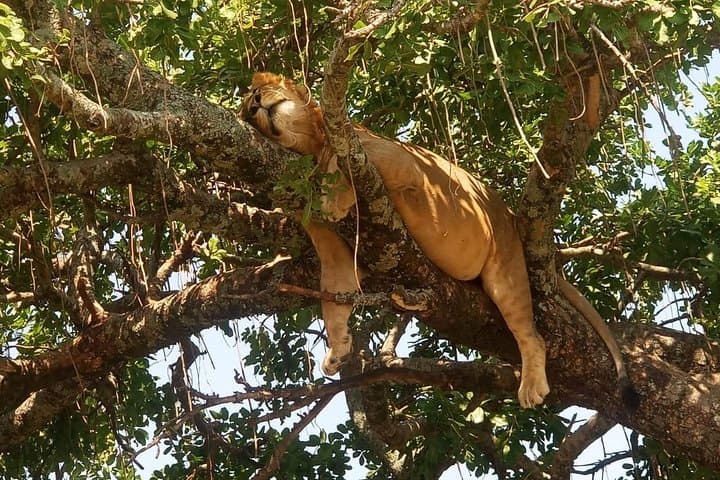 8 Days Maasai mara - Ngorongoro - Serengeti - Lake Manyara safari
