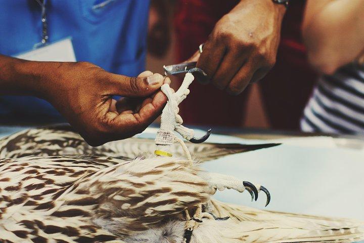 Falcon Hospital Tour with Hotel Pick up & Drop off