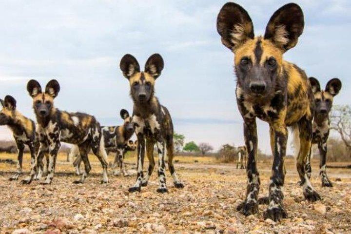 2 Days Selous Game Reserve Safari from Zanzibar or Dar es salaam