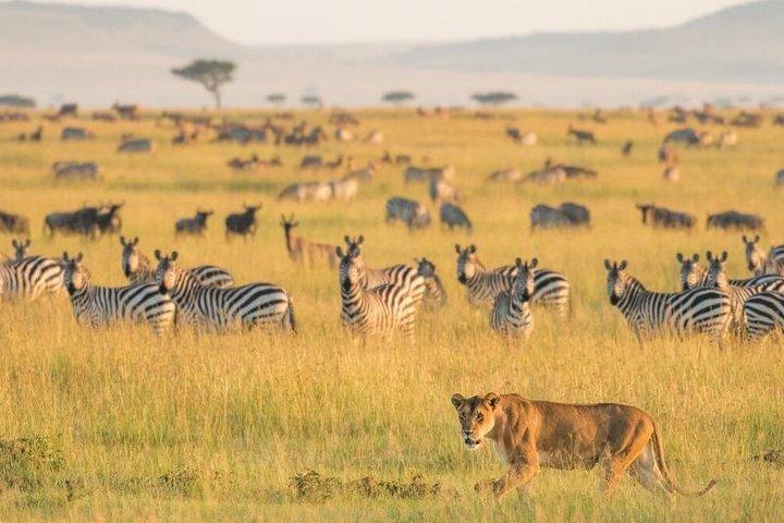 2 Days Selous Game Reserve Safari from Zanzibar or Dar es salaam