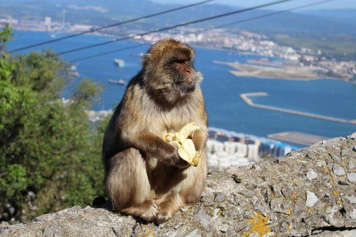 Private Gibraltar Day Trip from Málaga or Marbella. Rock, Monkeys