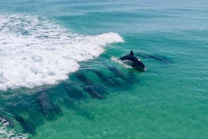 Dolphin Cruise, Destin