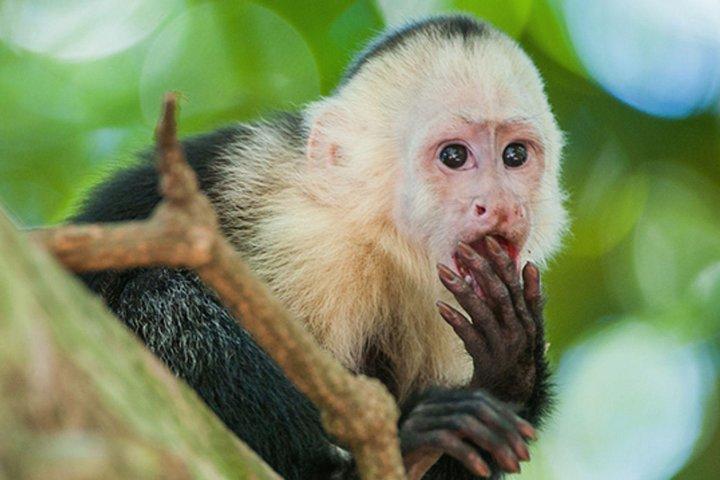 Roatán Shore Excursions: Sloth ATV/Buggy Thrill & Beach(1Beer/pp)