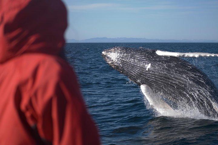 Two-In-One: Whale & Puffin Watching Tours from Reykjavik