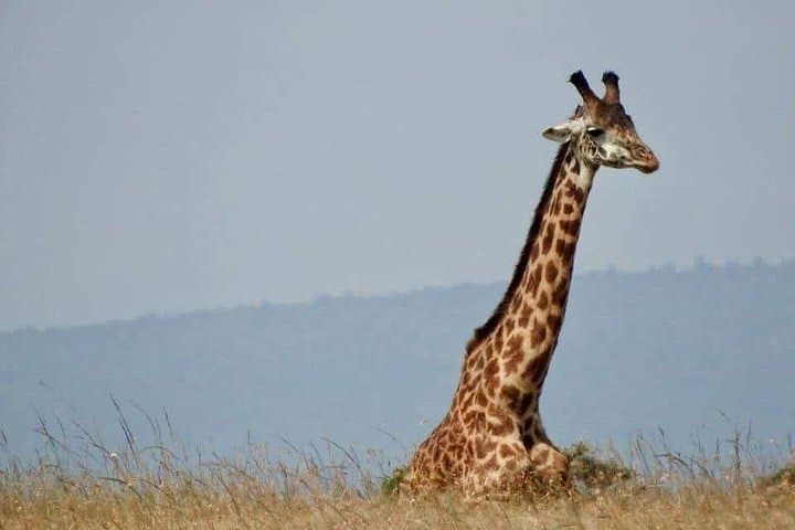 9 Day Maasai Mara Lake Nakuru Amboseli Mombasa Beach