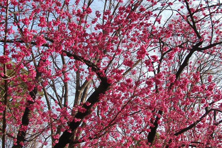 Cherry Blossom Highlights, Asakusa, Ueno & Meiji Shrine