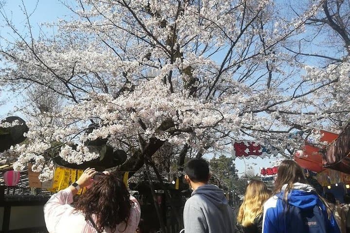 Cherry Blossom Highlights, Asakusa, Ueno & Meiji Shrine