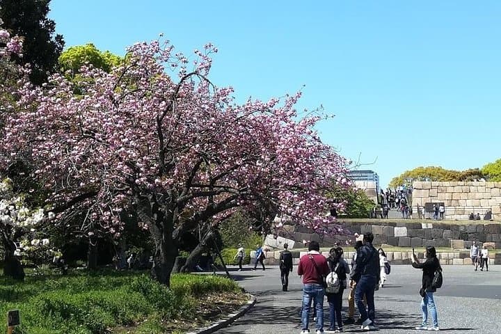 Cherry Blossom Highlights, Asakusa, Ueno, Imperial Palace Garden