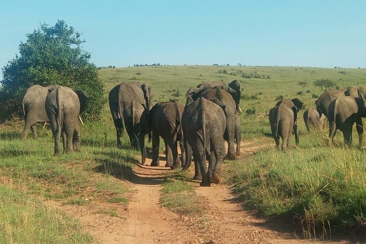 8 Days Maasai mara - Ngorongoro - Serengeti - Lake Manyara safari