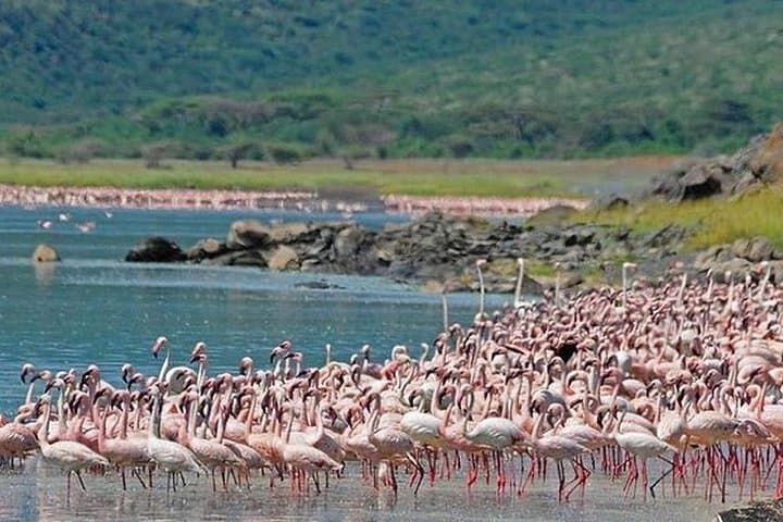 8 Days Maasai mara - Ngorongoro - Serengeti - Lake Manyara safari