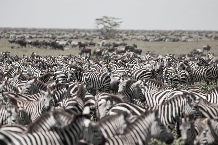 Kenya Tanzania Herdtracker Migration Safari - 08 Days