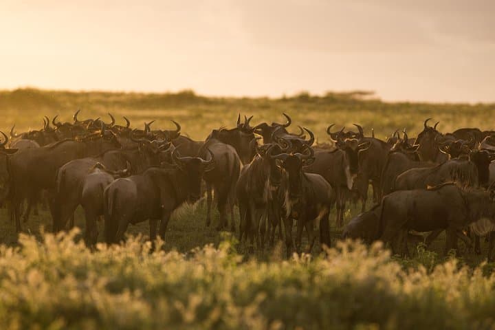 Kenya Tanzania Herdtracker Migration Safari - 08 Days