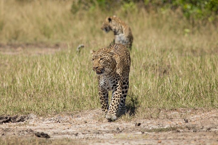 Kenya Tanzania Herdtracker Migration Safari - 08 Days