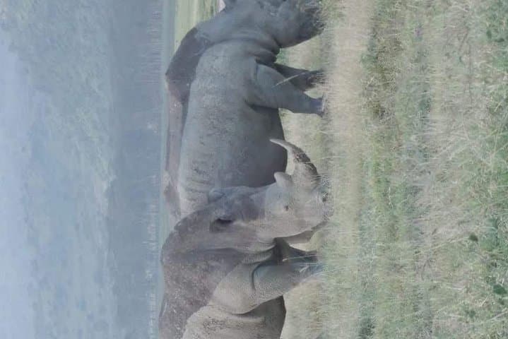5 Day safaris Lake Naivasha, Maasai Mara, Nakuru National