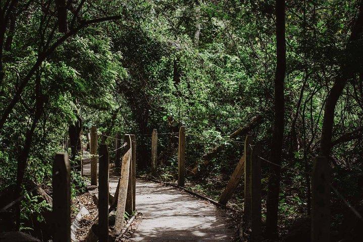 Rincon de la vieja Volcano Hike, Oropendola Waterfall, Hot Springs & Lunch Combo