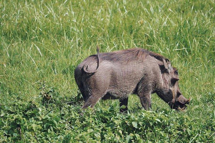 Full Day Private Safari Tour - Arusha National Park
