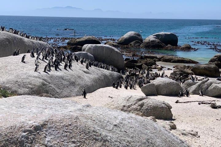 Small Group: Cape Peninsula & Table Mountain Full Day Tour.