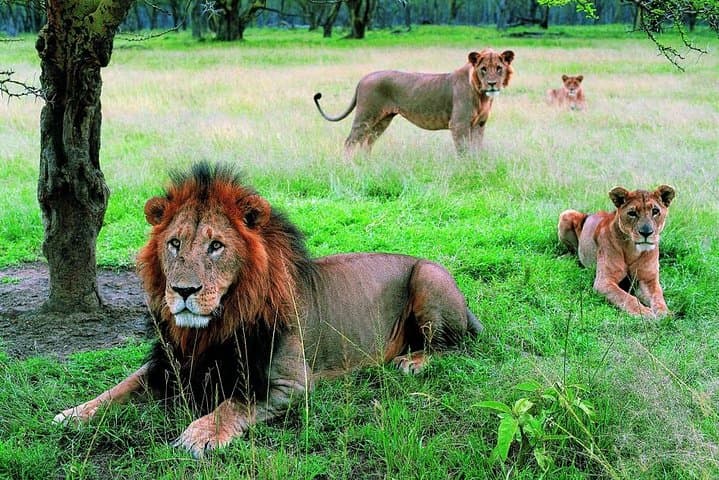 Lake Nakuru National Park - Day Trip (With Park Fees)