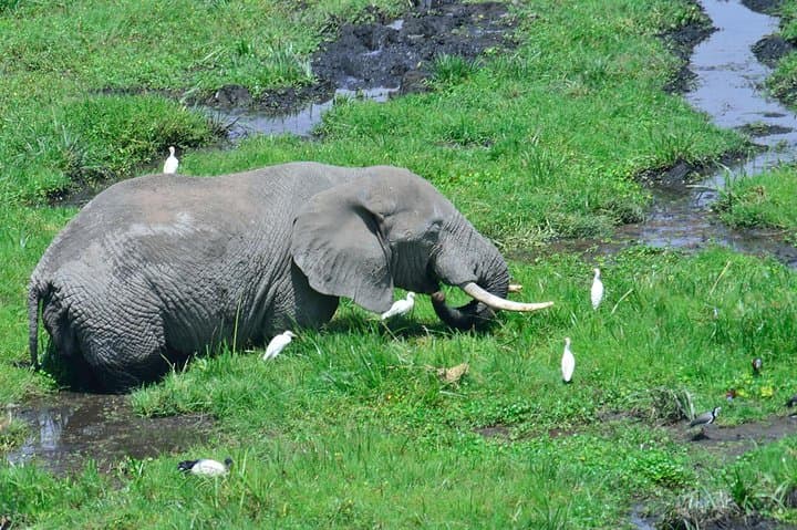 1 Day Classic Amboseli Safari