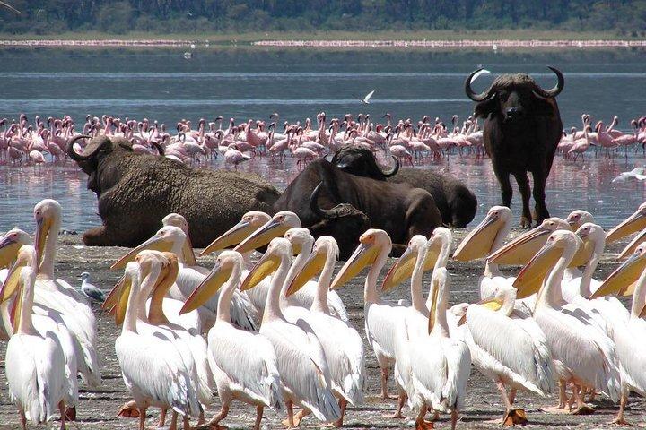 5-Day Maasai Mara and Lake Nakuru Safari