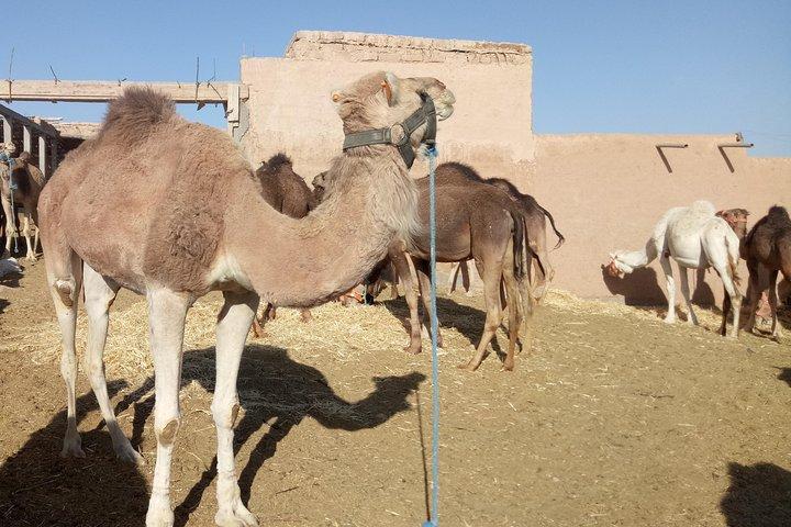 Private Ait Ben Haddou & Ouarzazate Day Trip from Marrakech