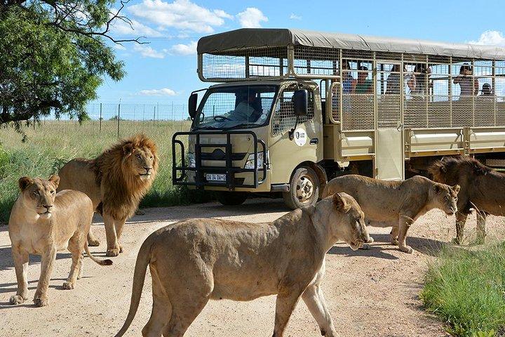 Half Day Lion Park tour from Johannesburg or Pretoria