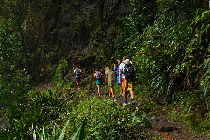 Koalas, Glow Worms & Kangaroos - Nature & Rainforest Walk