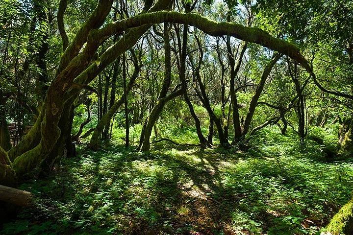 La Gomera Day Trip from Tenerife
