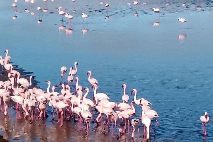Private Half Day Coast Tour of Walvis Bay and Swakopmund City