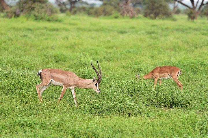 9 Days Samburu- Nakuru- Mara-Naivasha- Amboseli Wild Safari